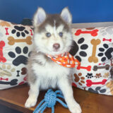 Barkley Pomsky 01