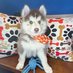 Barkley Pomsky 01