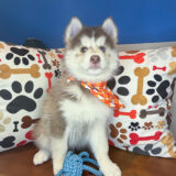 Barkley Pomsky 02