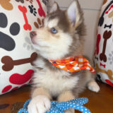 Barkley Pomsky 03