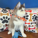 Barkley Pomsky 04