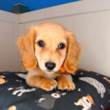 Ben Dachshund 01