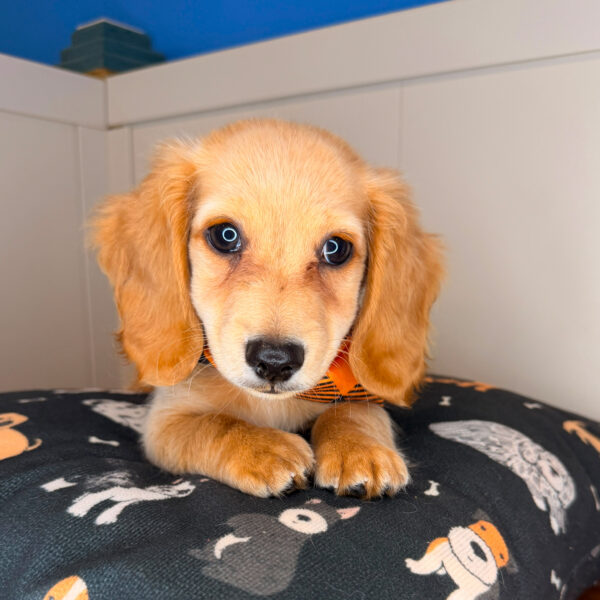 Ben Dachshund 01