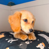 Ben Dachshund 02