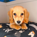 Ben Dachshund 03