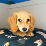 Ben Dachshund 04