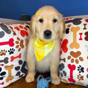 Bernie Golden Retriever 01 Bernie Golden Retriever 01