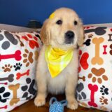 Bernie Golden Retriever 04