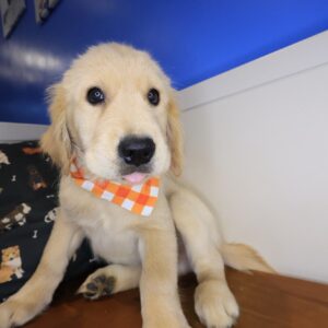 Bill Golden Retriever 01 Bill Golden Retriever 01