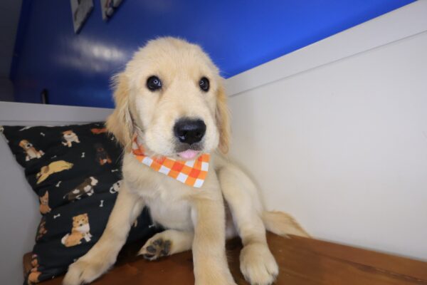Bill Golden Retriever 01