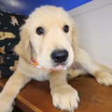 Bill Golden Retriever 02