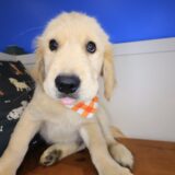 Bill Golden Retriever 03