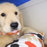 Bill Golden Retriever 04