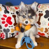 Bourbon Pomsky 01