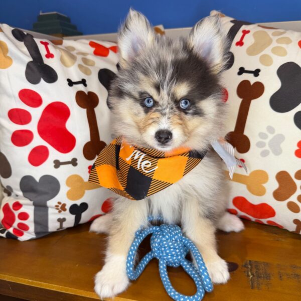 Bourbon Pomsky 01