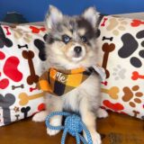 Bourbon Pomsky 02