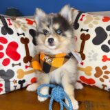 Bourbon Pomsky 03