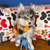 Bourbon Pomsky 04