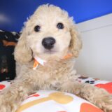 Bram Goldendoodle 01