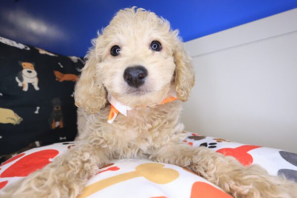 Bram Goldendoodle 01