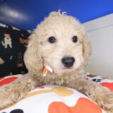 Bram Goldendoodle 02