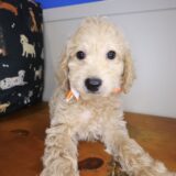 Bram Goldendoodle 03