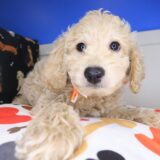 Bram Goldendoodle 04