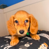 Burrito Dachshund 02