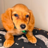Burrito Dachshund 04
