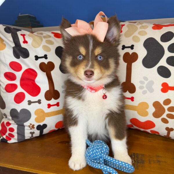 Buttercup Pomsky 01