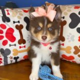 Buttercup Pomsky 02