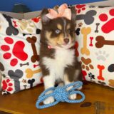 Buttercup Pomsky 03