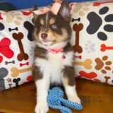 Buttercup Pomsky 04