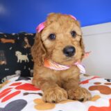Carino Goldendoodle 01