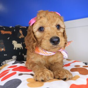 Carino Goldendoodle 01 Carino Goldendoodle 01