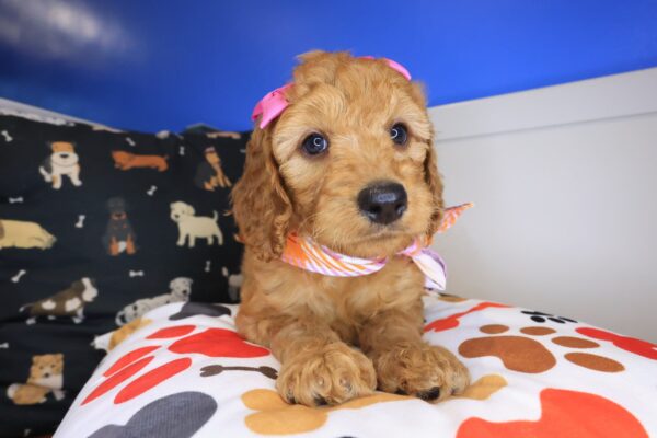 Carino Goldendoodle 01