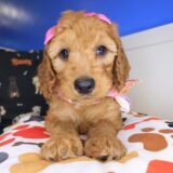 Carino Goldendoodle 03