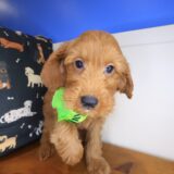 Chewie Goldendoodle 01