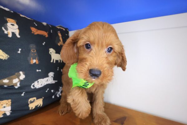 Chewie Goldendoodle 01