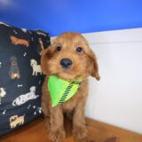 Chewie Goldendoodle 02