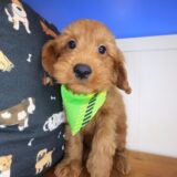 Chewie Goldendoodle 03