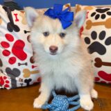 Chi Chi Pomsky 01