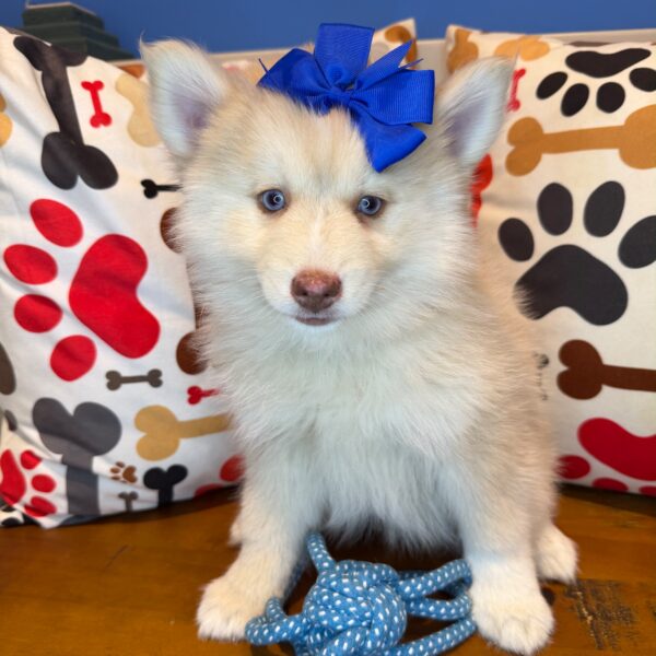 Chi Chi Pomsky 01