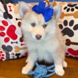 Chi Chi Pomsky 03
