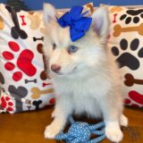 Chi Chi Pomsky 04