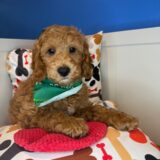 Chiku Goldendoodle 01