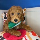 Chiku Goldendoodle 04