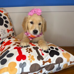 Clarisa Golden Retriever 01 Clarisa Golden Retriever 01