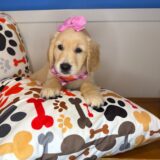 Clarisa Golden Retriever 02