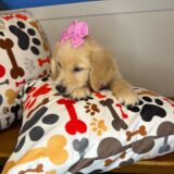 Clarisa Golden Retriever 03
